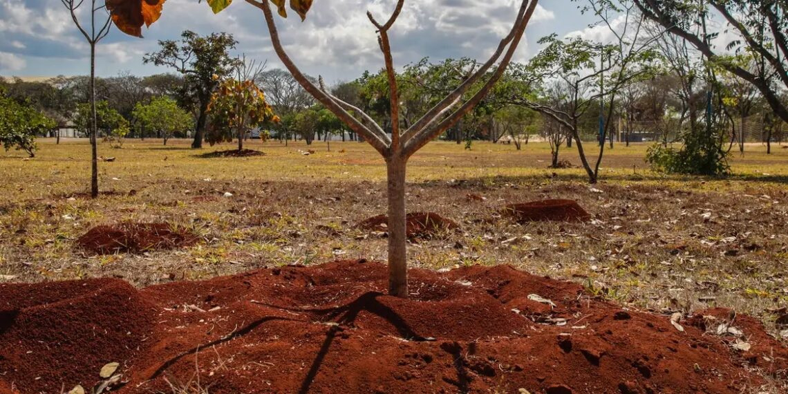 Árvore - Foto - José Cruz - Agência Brasil