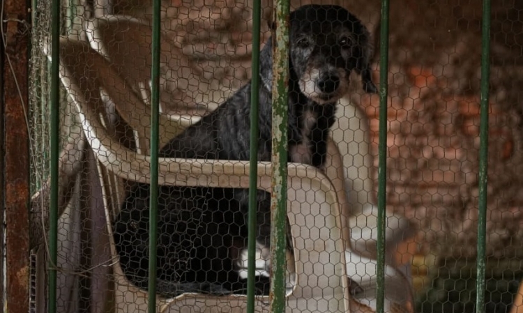 Porto Velho move ação inédita por maus-tratos e cobra R$ 100 mil em danos