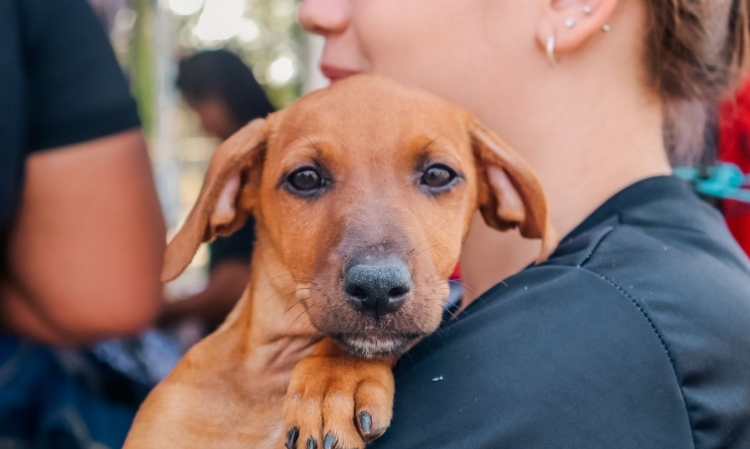 Cachorro-Animais-PVH-Foto-Pedro-Bentes-Secom