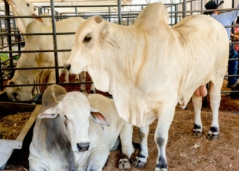 Foto: Frank Nery / Secom