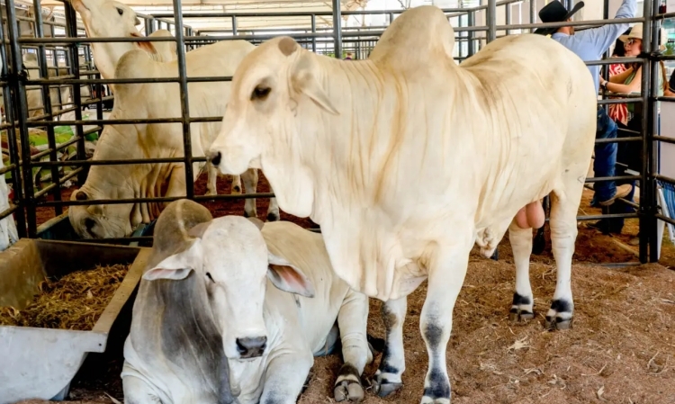 Foto: Frank Nery / Secom