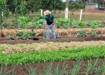 Foto: Irene Mendes / Secom